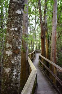 Footpath amidst trees in forest