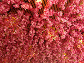 Full frame shot of pink flowering plants