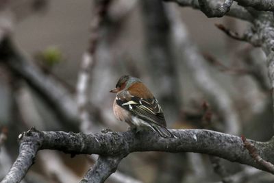 Close-up of bird perching on branch