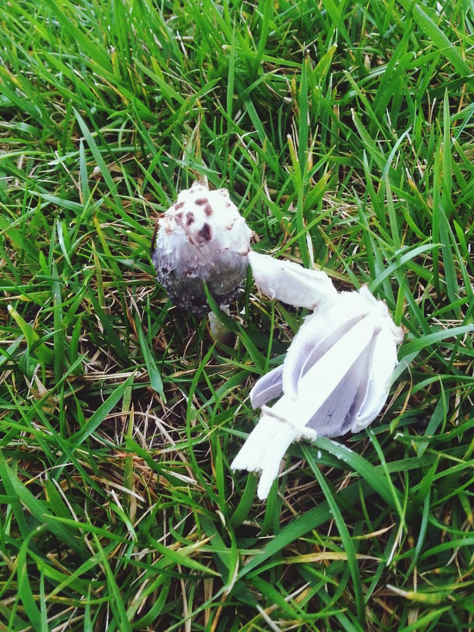 grass, field, grassy, green color, growth, white color, high angle view, mushroom, nature, fragility, plant, beauty in nature, white, fungus, day, flower, no people, outdoors, freshness, close-up