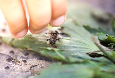 Close-up of insect