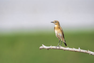 Close-up of bird perching on a branch