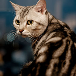 Close-up of a cat looking away