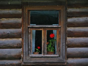 Close-up of red flowers on wooden wall