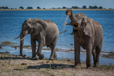 Elephants on riverbank