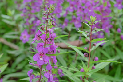 Close-up of purple flowering plants