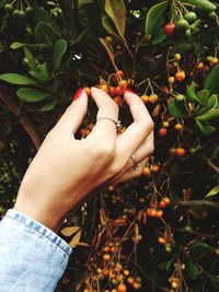 Cropped hand picking fruit from tree