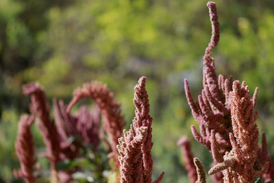 Close-up of plant against blurred background