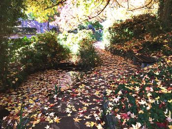 Trees in park during autumn