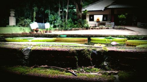 Plants growing in front of building