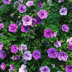High angle view of pink flowering plants