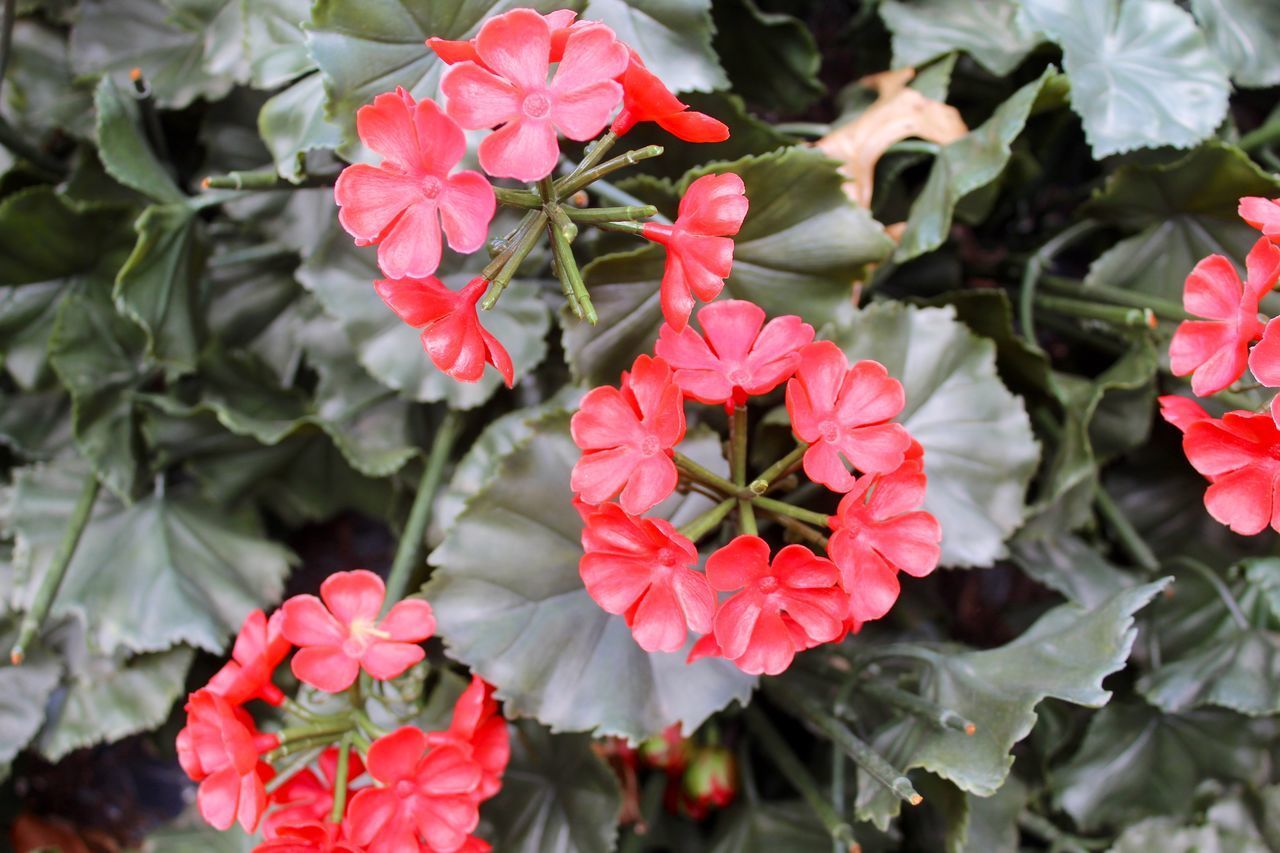 CLOSE-UP OF RED ROSES