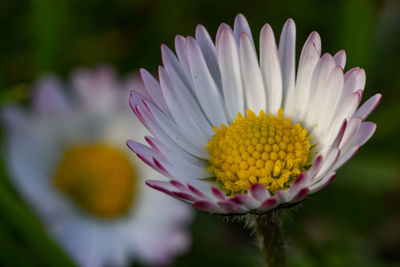 Close-up of purple flower