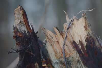 Close-up of dry tree trunk