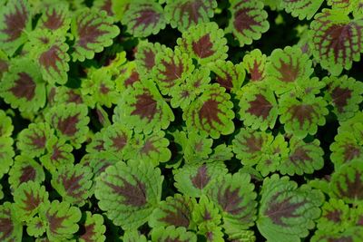 Full frame shot of plants