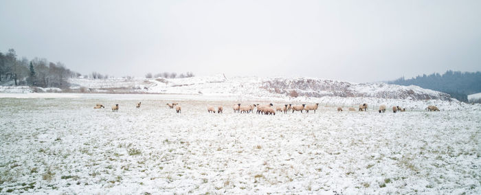 Flock of sheep in snow