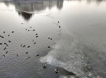 High angle view of birds on beach