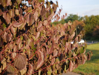Close-up of fresh green landscape against sky