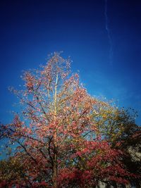 Low angle view of flowering plant against blue sky