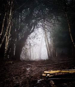 Trees in forest