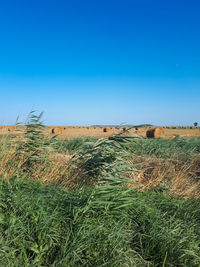 Scenic view of field against clear blue sky