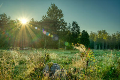 Plants and trees on field against bright sun