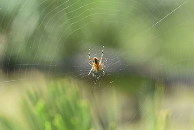 Close-up of spider on web