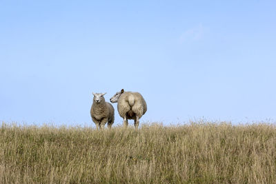 Sheep in a field