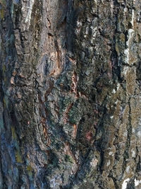 Full frame shot of tree trunk