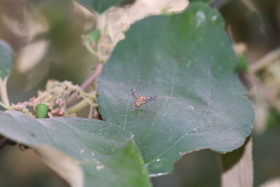 Close-up of insect on leaf