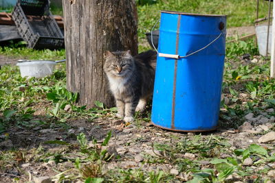 Portrait of cat against plants in yard