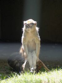 Monkey sitting on rock