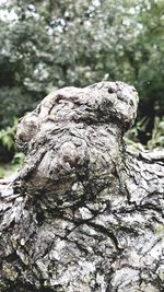 Close-up of tree trunk in forest