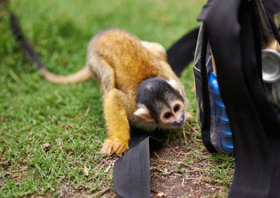 Monkey sitting on field