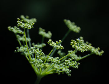 Close-up of flowering plant