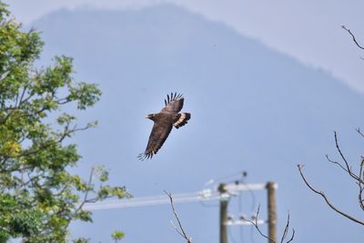 Low angle view of eagle flying against sky