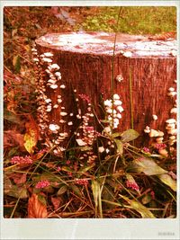 Plants growing on a tree