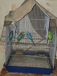 Close-up of bird in cage