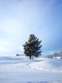 Majestic sprawling single pine on snow covered field against sky