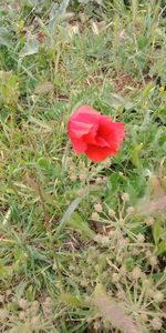 Close-up of red flower on field