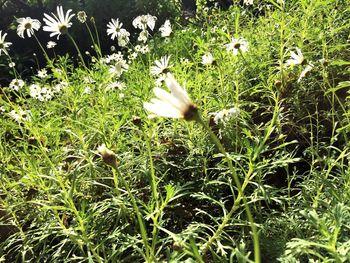 White flowers growing on grassy field