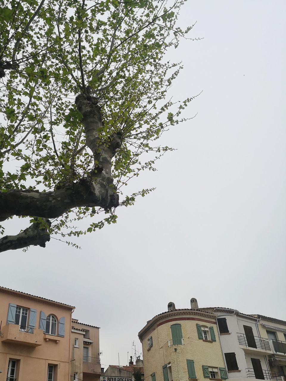 LOW ANGLE VIEW OF TREE AND BUILDINGS AGAINST SKY