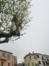 Low angle view of tree and building against clear sky