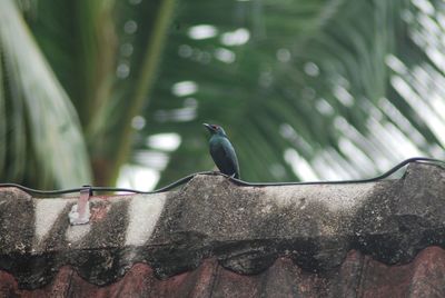 Bird perching on a wall