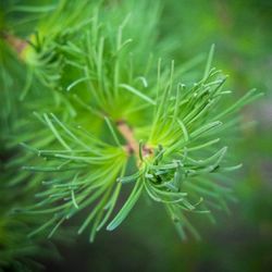 Close-up of plant