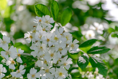 Close-up of white flowering plant