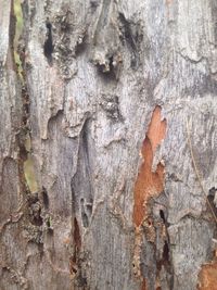 Full frame shot of tree trunk