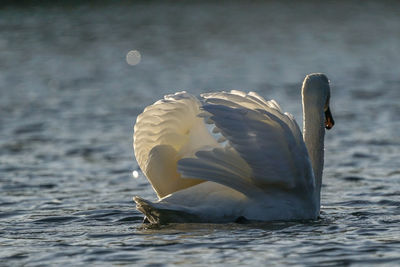 Swan swimming in a lake
