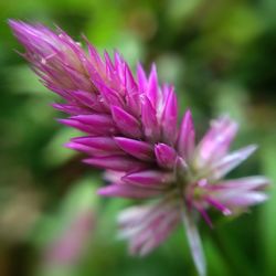Close-up of pink flowers