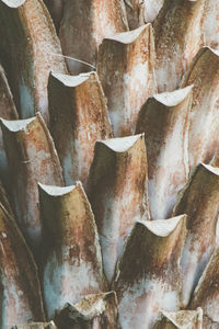 Close up of a palm tree trunk, natural texture background